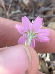 Stephanomeria runcinata