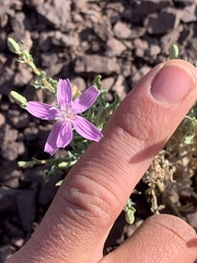 Stephanomeria runcinata