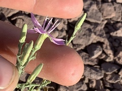Stephanomeria runcinata