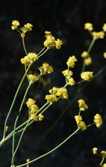 Eriogonum nudum westonii