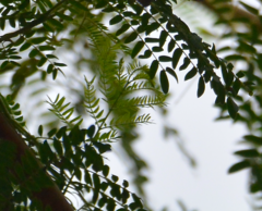 Mimosoideae