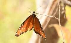 Danaus gilippus