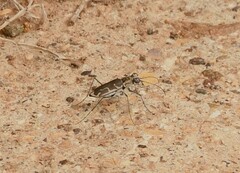 Ellipsoptera sperata