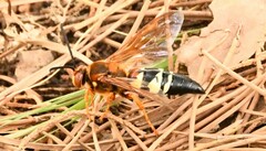 Sphecius speciosus