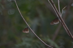 Euploea core