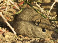 Microcavia australis