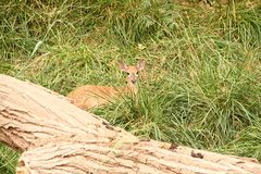 Odocoileus virginianus