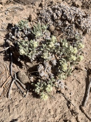 Eriogonum tumulosum