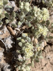 Eriogonum tumulosum