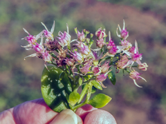 Hylotelephium spectabile