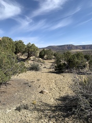 Eriogonum ephedroides