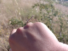 Coptopteryx gayi