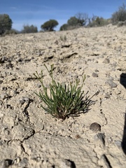 Eriogonum ephedroides