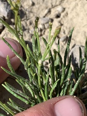 Eriogonum ephedroides
