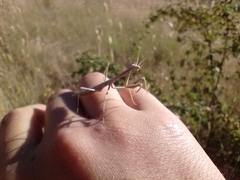 Coptopteryx gayi
