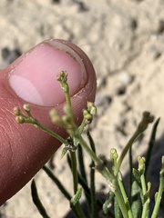Eriogonum ephedroides