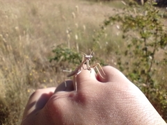 Coptopteryx gayi
