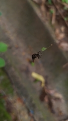 Micrathena plana