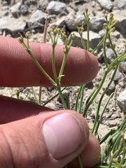 Eriogonum ephedroides