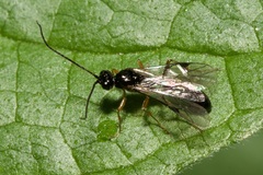 Microleptes splendidulus