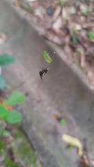 Micrathena plana