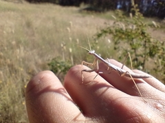 Coptopteryx gayi