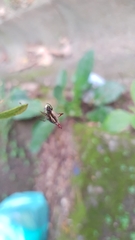 Micrathena plana