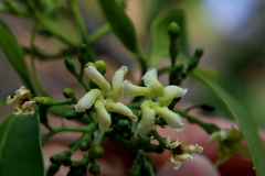 Tabernaemontana elegans