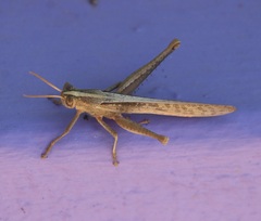 Schistocerca