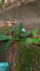 Micrathena plana