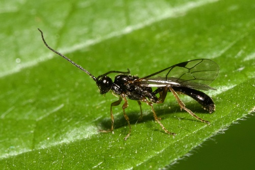 Microleptes splendidulus