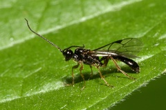 Microleptes splendidulus