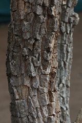Tabernaemontana elegans
