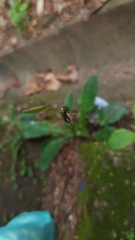 Micrathena plana