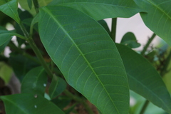 Tabernaemontana elegans