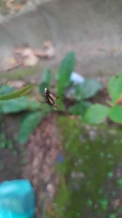 Micrathena plana