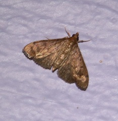 Spilomelinae
