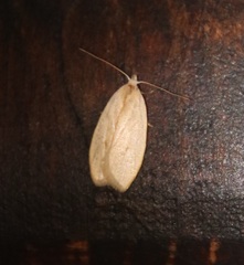 Durrantia piperatella