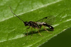 Microleptes splendidulus