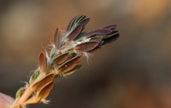 Portulaca quadrifida