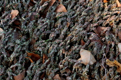 Portulaca quadrifida