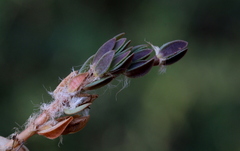 Portulaca quadrifida