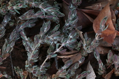 Portulaca quadrifida