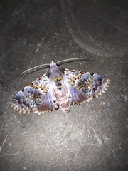 Thiacidas alboporphyrea