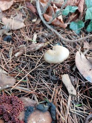 Clitocybe fragrans