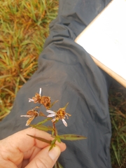 Symphyotrichum chilense