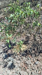 Porophyllum ruderale
