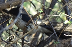 Clamator levaillantii