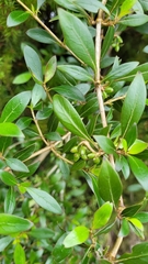 Coprosma ×cunninghamii