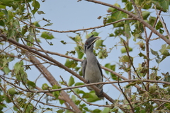 Ocyceros birostris